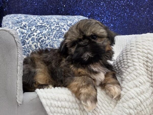 Teddy Bear - 13971 photo 4