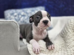 Boston Terrier puppy available now