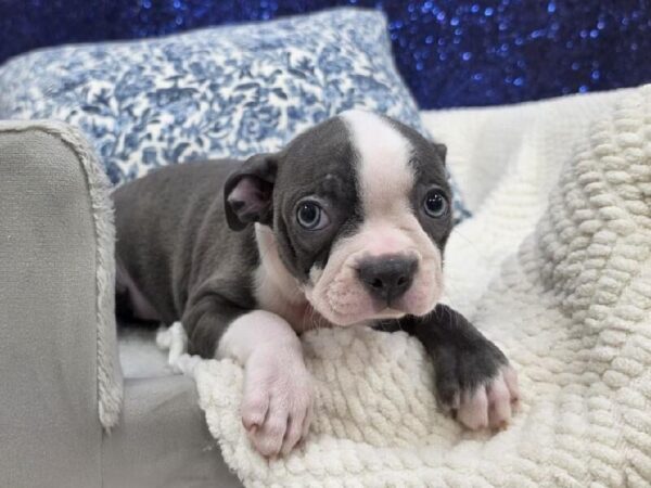 Boston Terrier - 13972 photo 2