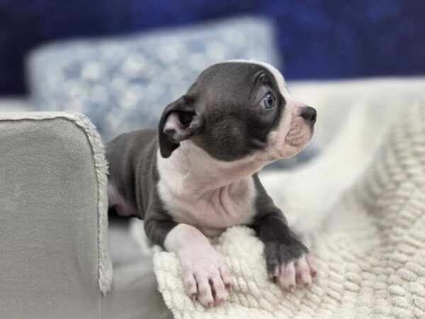Boston Terrier - 13972 photo 3