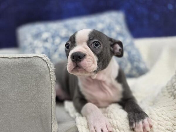 Boston Terrier - 13972 photo 4