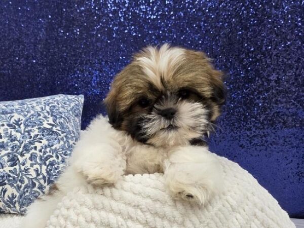 [#13974] Gold / White Male Shih Tzu DOG