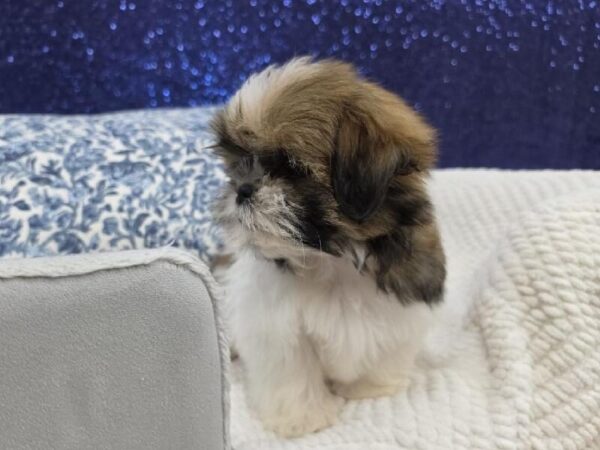 Shih Tzu - 13974 photo 2