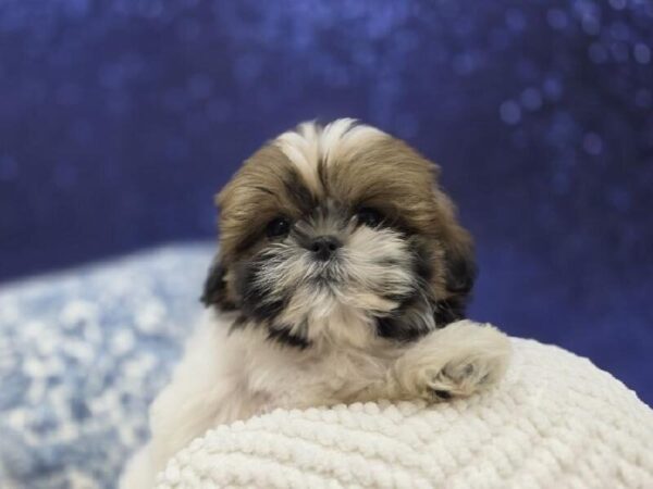 Shih Tzu - 13974 photo 3