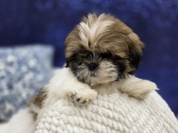 Shih Tzu - 13974 photo 4