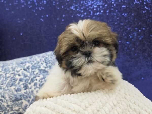 Shih Tzu - 13974 photo 5