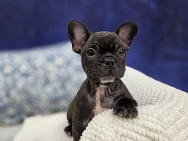 [#13975] Brindle Male French Bulldog DOG