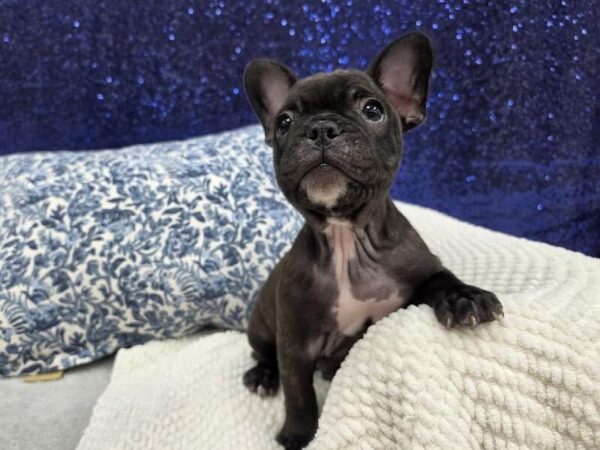 French Bulldog - 13975 photo 2