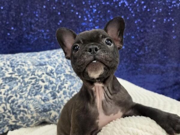 French Bulldog - 13975 photo 5