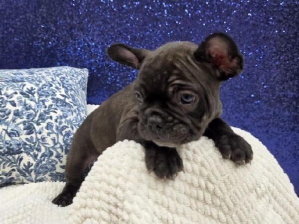 French Bulldog - 13975 photo 3