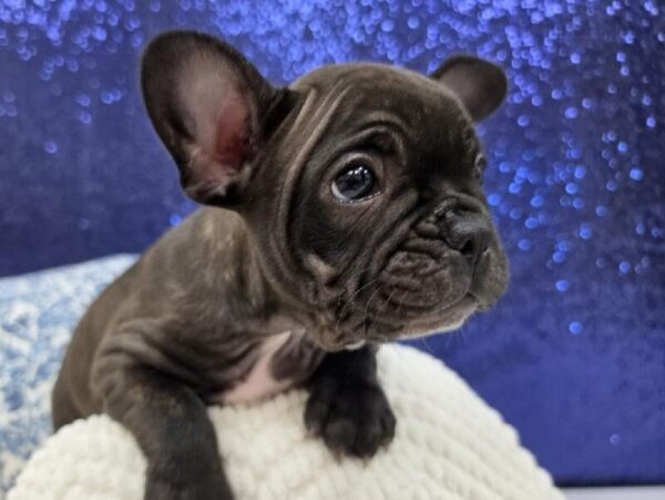 French Bulldog - 13975 photo 4