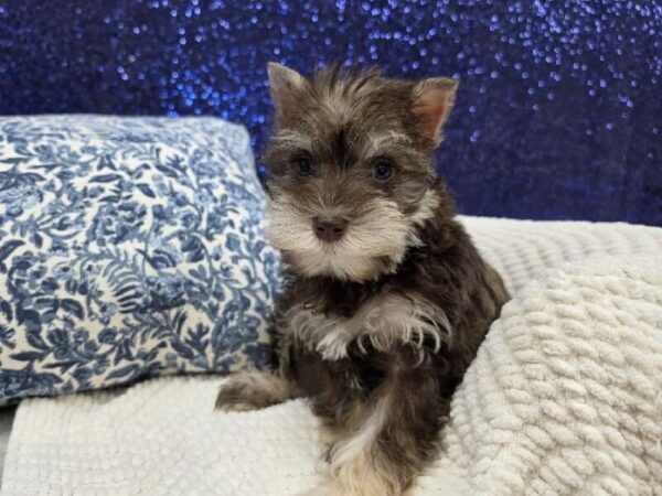 [#13976] Liver Female Mini Schnauzer DOG