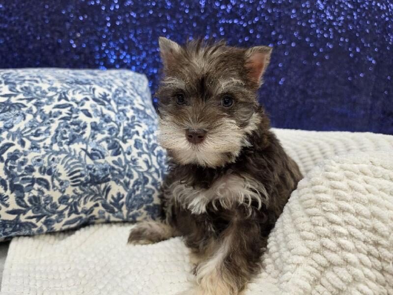 Mini Schnauzer puppy at Petland Robinson, about 30 minutes from Cranberry Township, PA