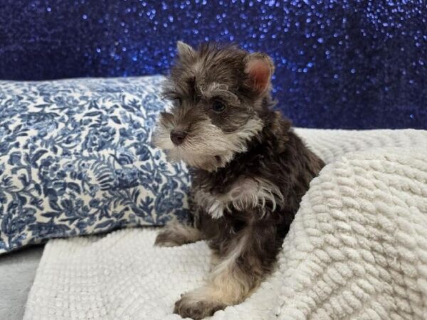 Mini Schnauzer - 13976 photo 2
