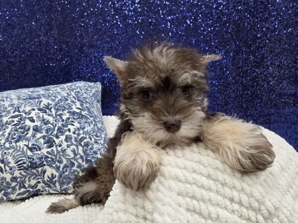 Mini Schnauzer - 13976 photo 3