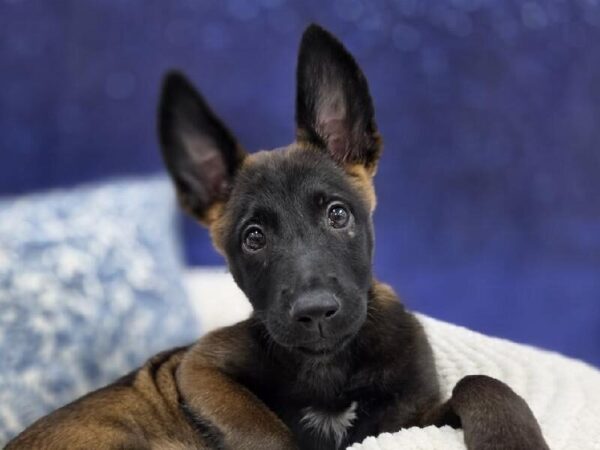 [#13977] Mahogany Female Belgian Malinois DOG