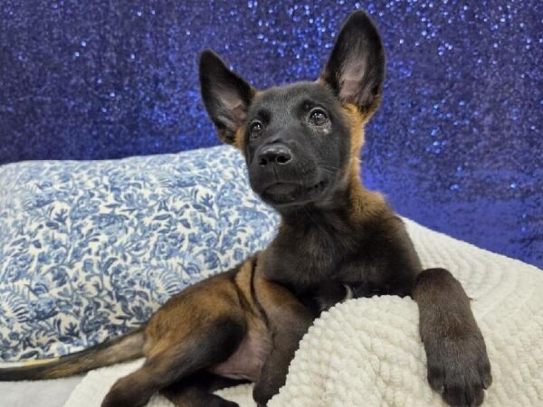 Belgian Malinois - 13977 photo 3