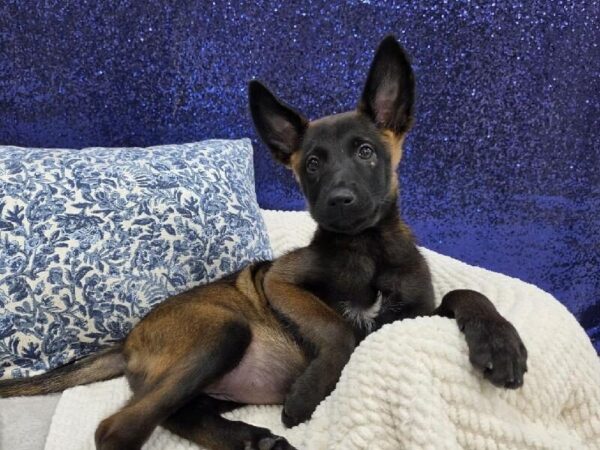 Belgian Malinois - 13977 photo 4
