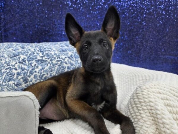 Belgian Malinois - 13977 photo 2