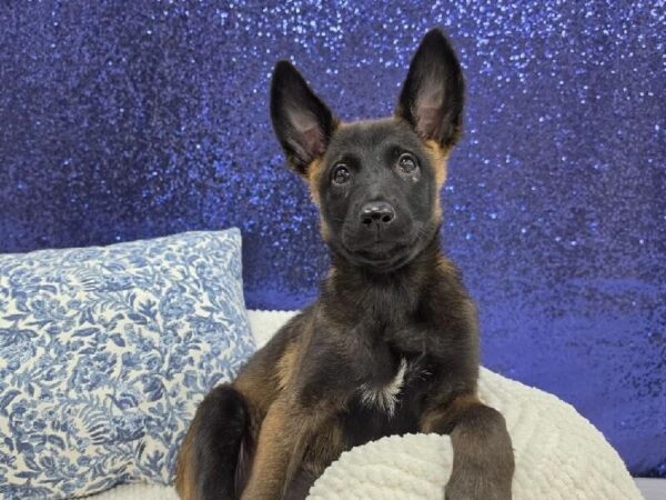 Belgian Malinois - 13977 photo 5