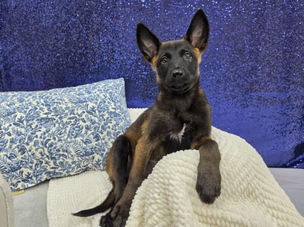 Belgian Malinois - 13977 photo 6