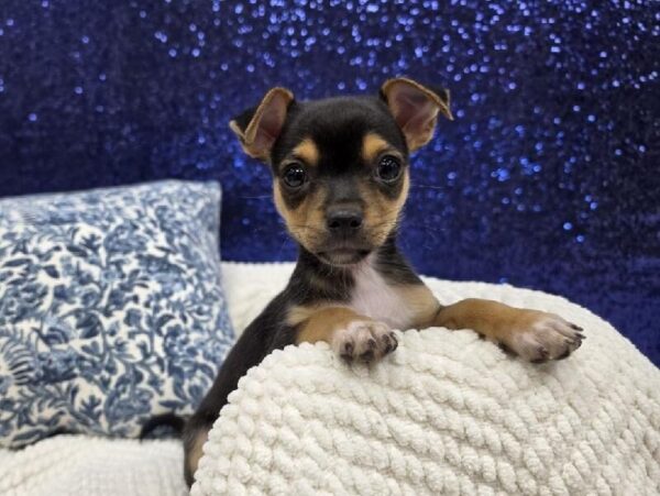 [#13978] Black / Tan Male Chiweenie DOG