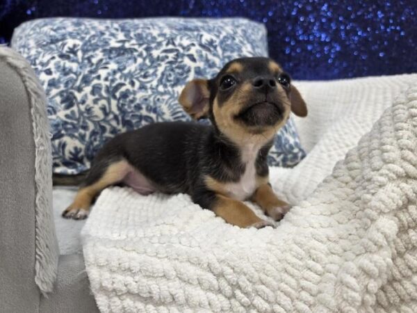 Chiweenie - 13978 photo 2