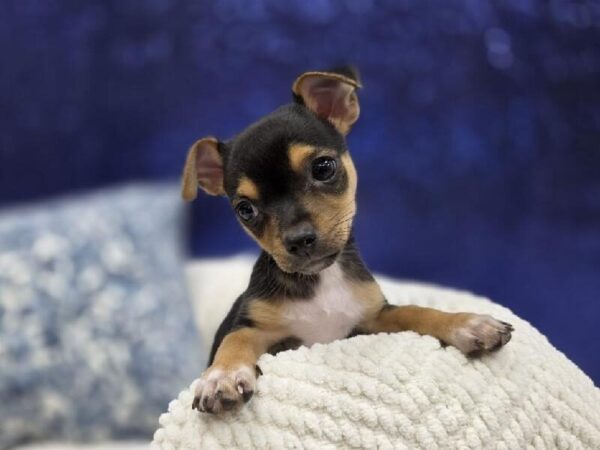 Chiweenie - 13978 photo 3