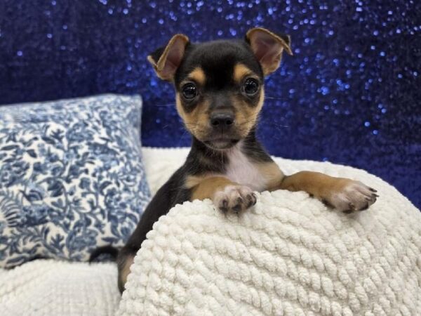 Chiweenie - 13978 photo 4