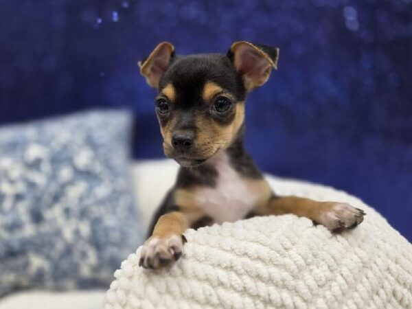 Chiweenie - 13978 photo 5