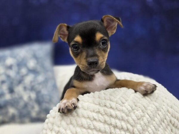 Chiweenie - 13978 photo 6