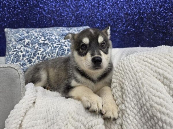 Huskamute - 13983 photo 5