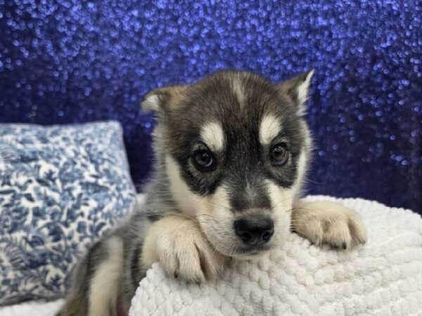 [#13983] Agouti & White Male Huskamute DOG
