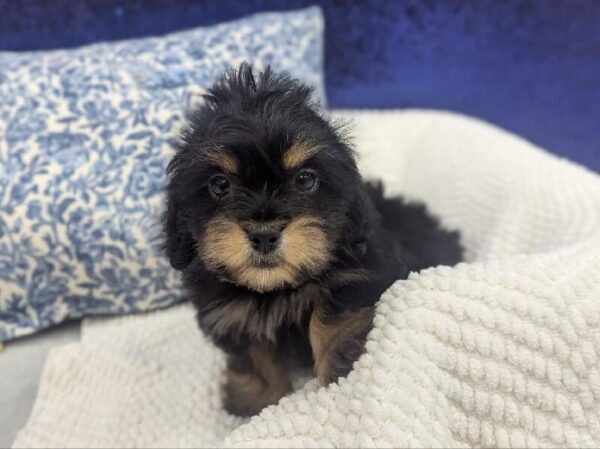 Shiweenie - 13982 photo 2