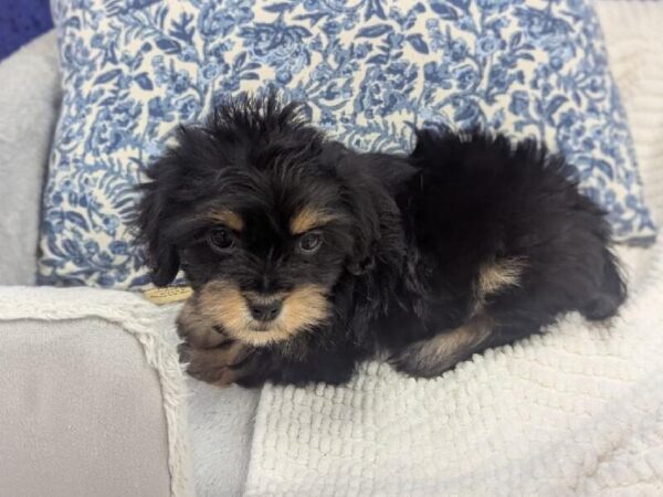 Shiweenie - 13982 photo 3