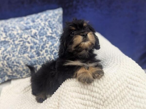 Shiweenie - 13982 photo 4