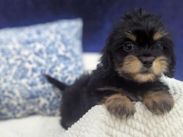 [#13982] Black and Tan Female Shiweenie DOG