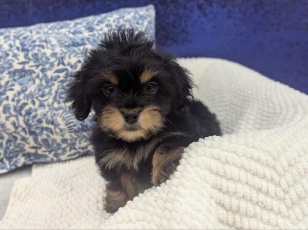 [#13982] Black and Tan Female Shiweenie DOG