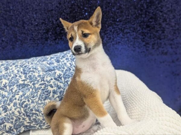 [#13981] Red Sesame Female Shiba Inu DOG