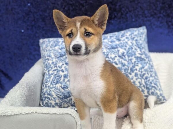 Shiba Inu - 13981 photo 2