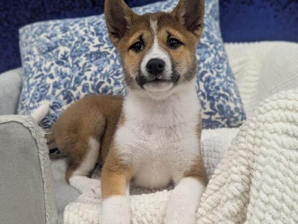 Shiba Inu - 13981 photo 3
