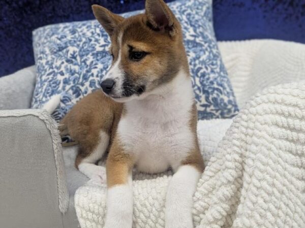 Shiba Inu - 13981 photo 4