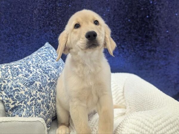 [#13979] Light Golden Male Golden Retriever DOG