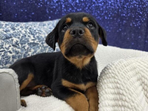[#13992] Black / Rust Female Rottweiler DOG