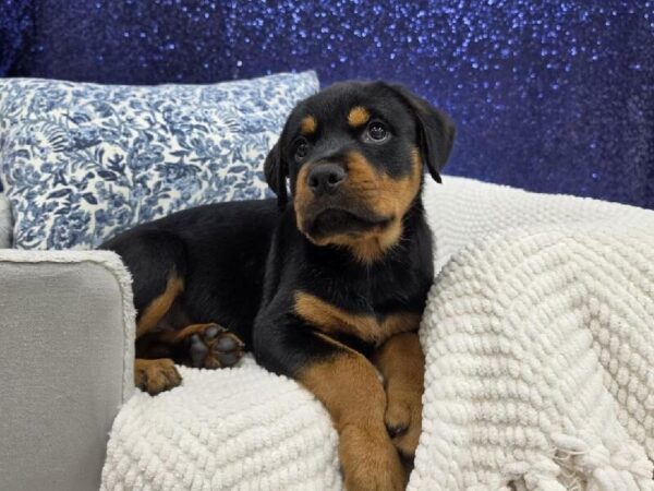 Rottweiler - 13992 photo 2
