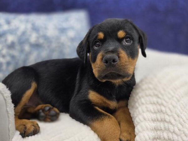 Rottweiler - 13992 photo 3