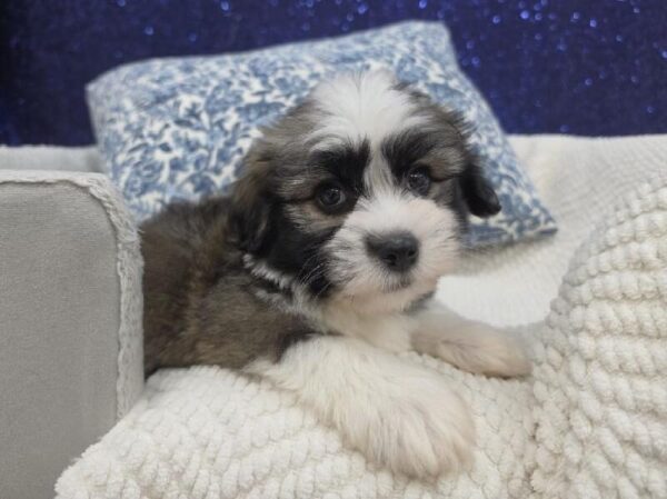 [#13997] Sable Male Havanese DOG