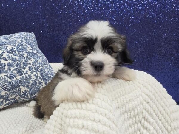 Havanese - 13997 photo 3