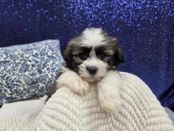 Havanese - 13997 photo 2