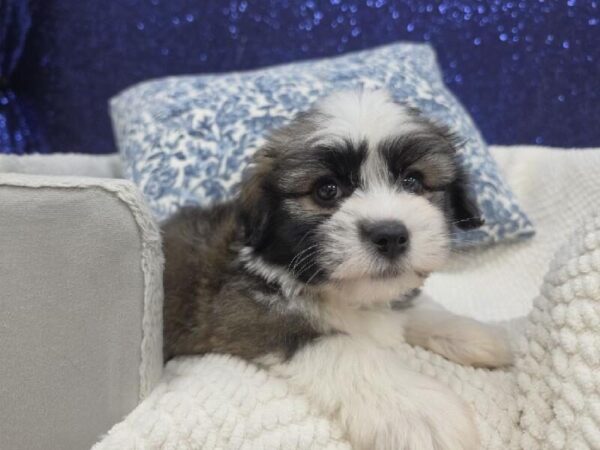 Havanese - 13997 photo 4